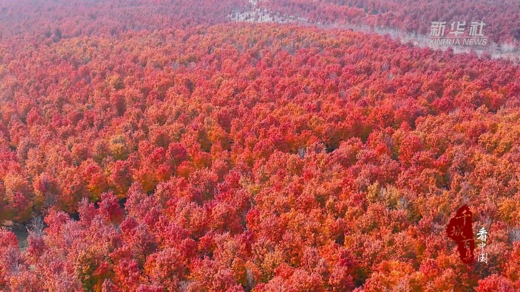 千城百縣看中國(guó)｜山東蘭山：紅楓似火染冬韻