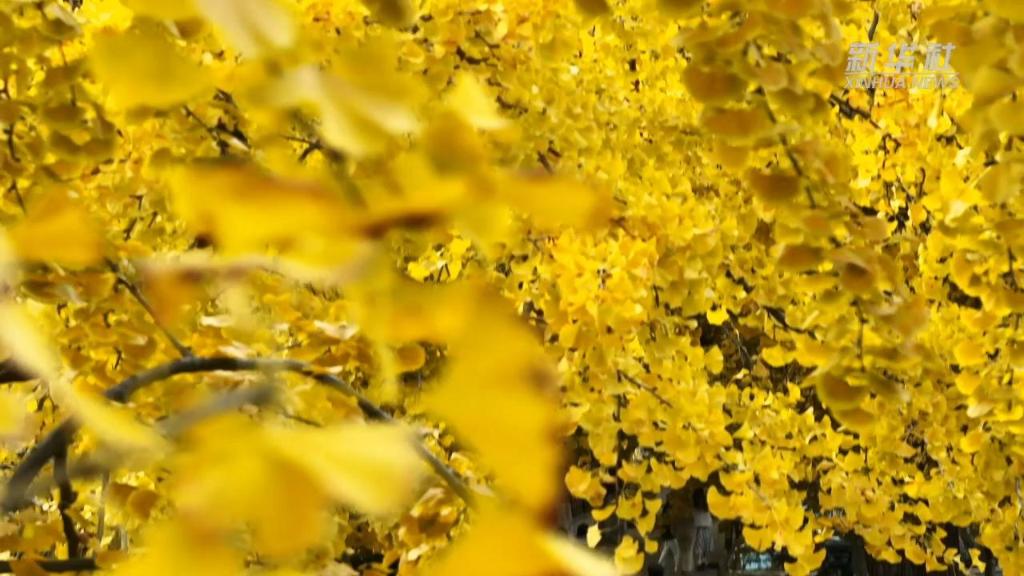 島城入畫 冬景如詩(shī)