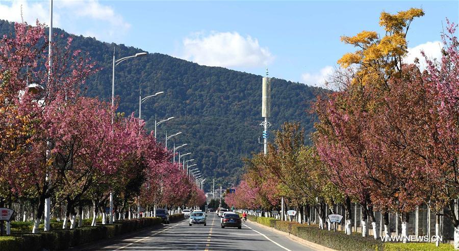 CHINA-KUNMING-CHERRY BLOSSOMS (CN)