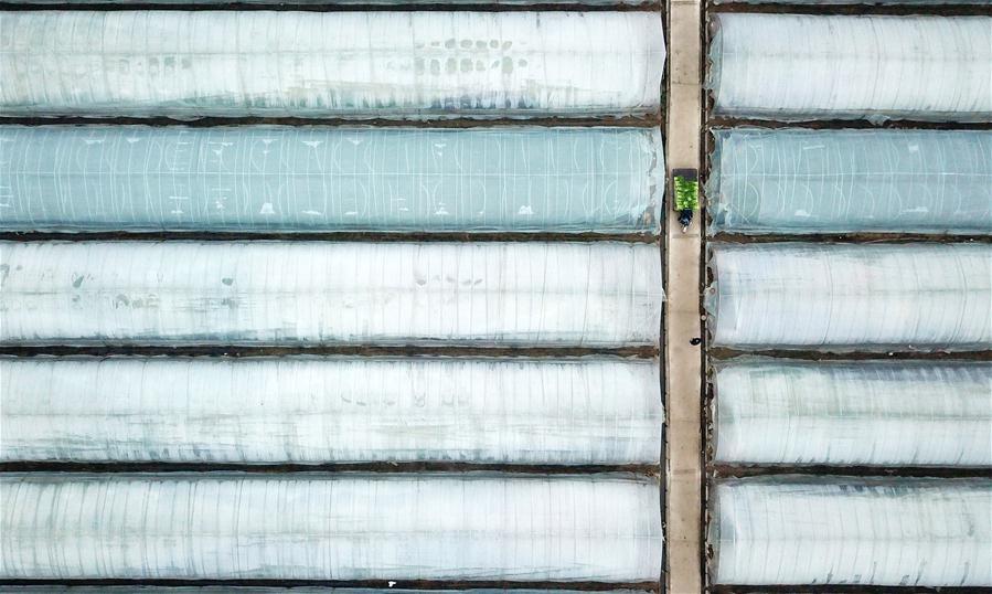 CHINA-JIANGSU-FARMING-VEGETABLE (CN)