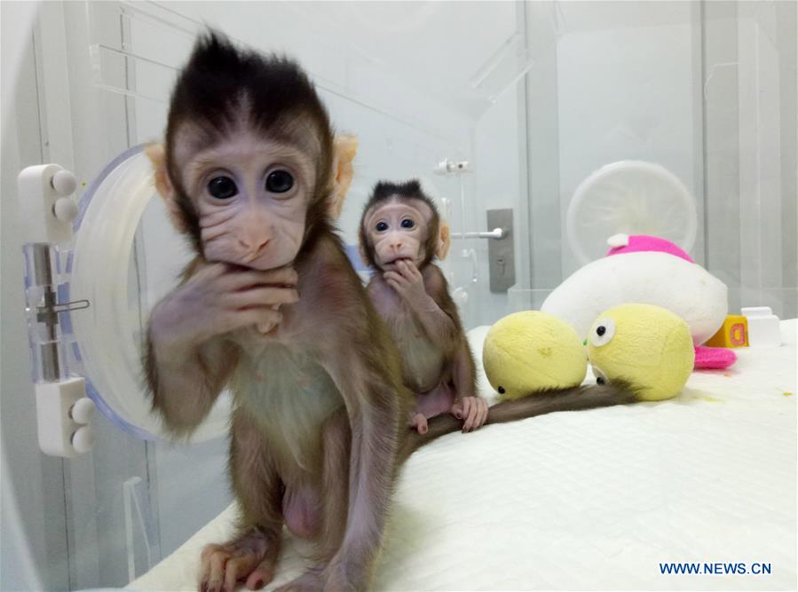 CHINA-BEIJING-CLONED MACAQUES-SUCCESS (CN)