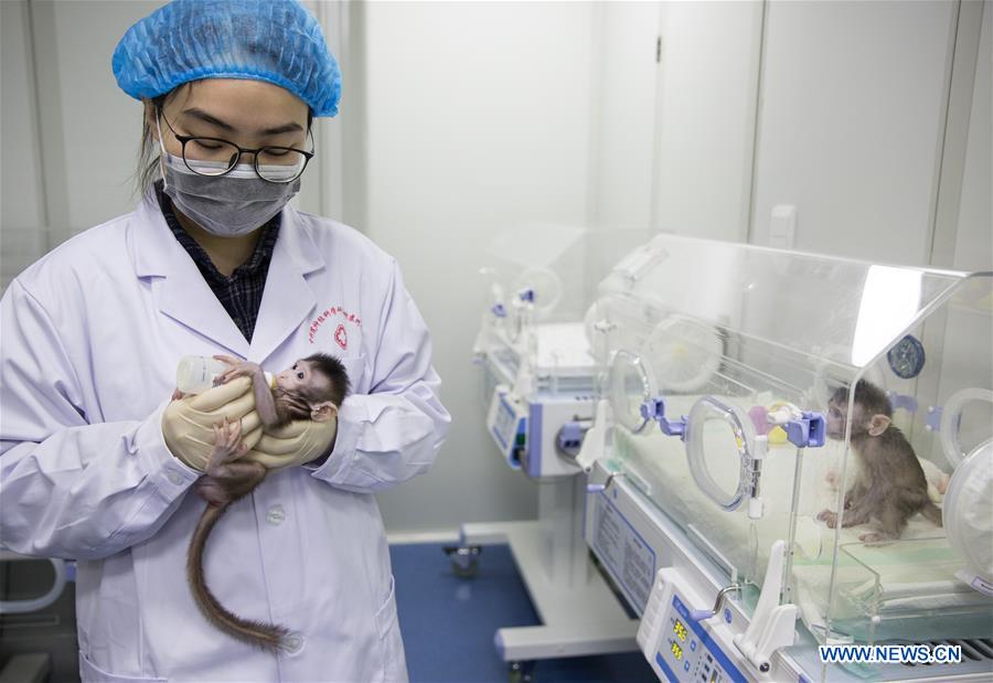 CHINA-BEIJING-CLONED MACAQUES-SUCCESS (CN)