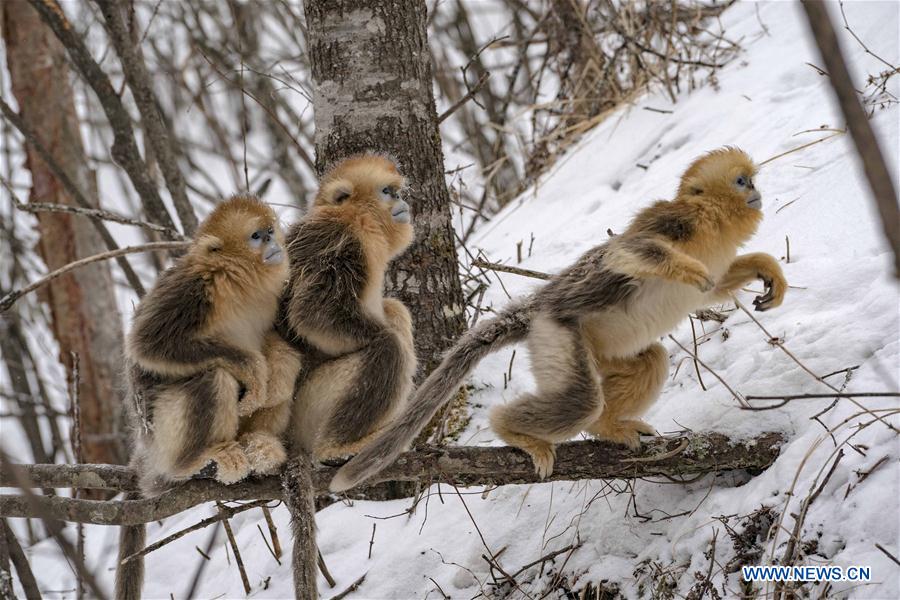 CHINA-HUBEI-SHENNONGJIA-GOLDEN MONKEY (CN)