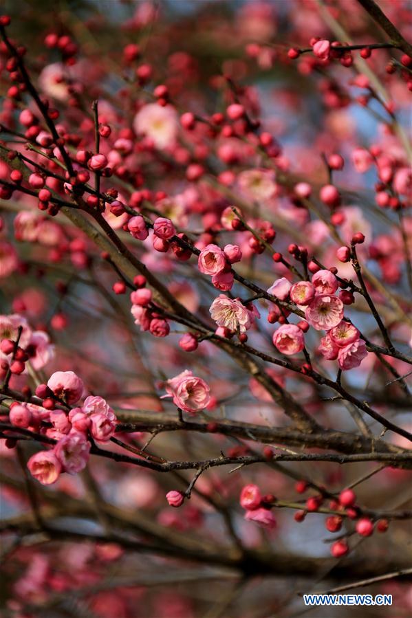 #CHINA-SPRING-PLUM BLOSSOM (CN)