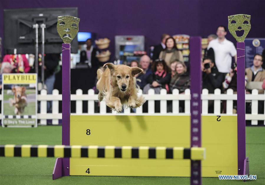 U.S.-NEW YORK-DOG SHOW