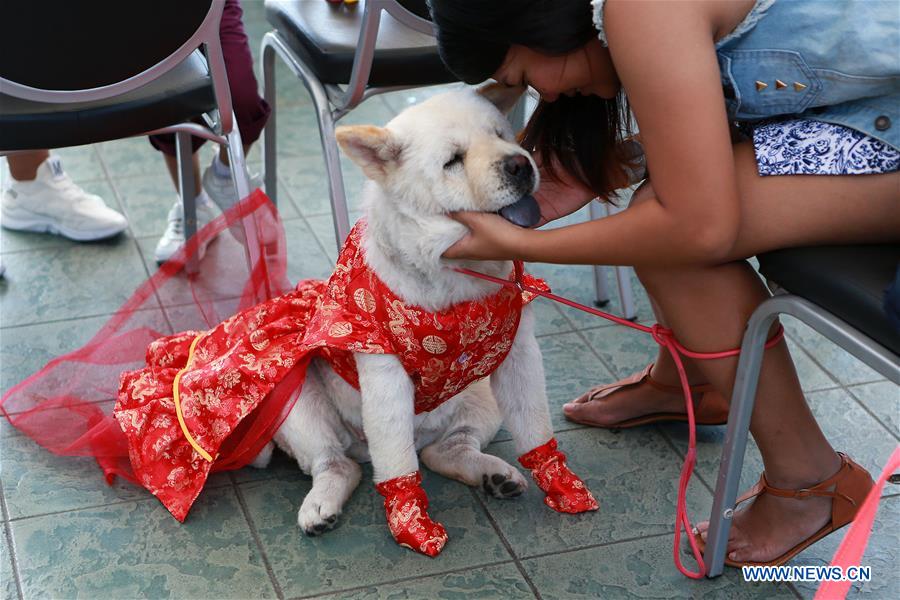 THE PHILIPPINES-PASAY CITY-LUCKY PAWS PARADE