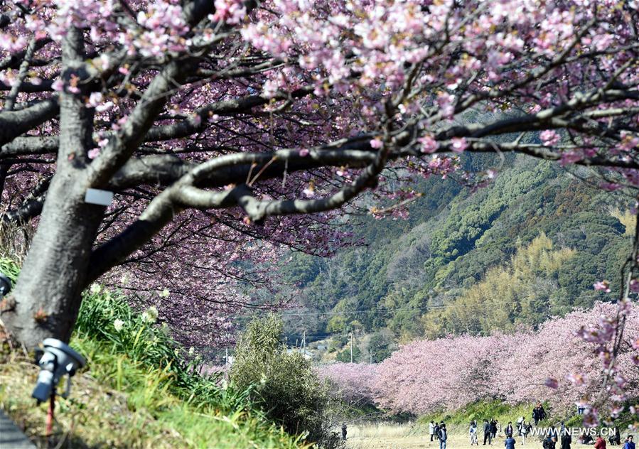 JAPAN-SHIZUOKA-CHERRY BLOSSOMS