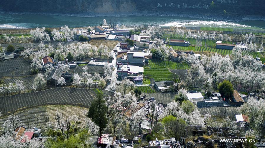 CHINA-SICHUAN-PEAR BLOSSOMS (CN)