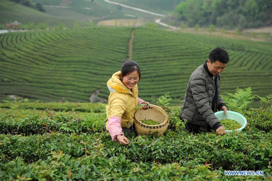 #CHINA-GUIZHOU-ANSHUN-TEA GARDEN (CN*)