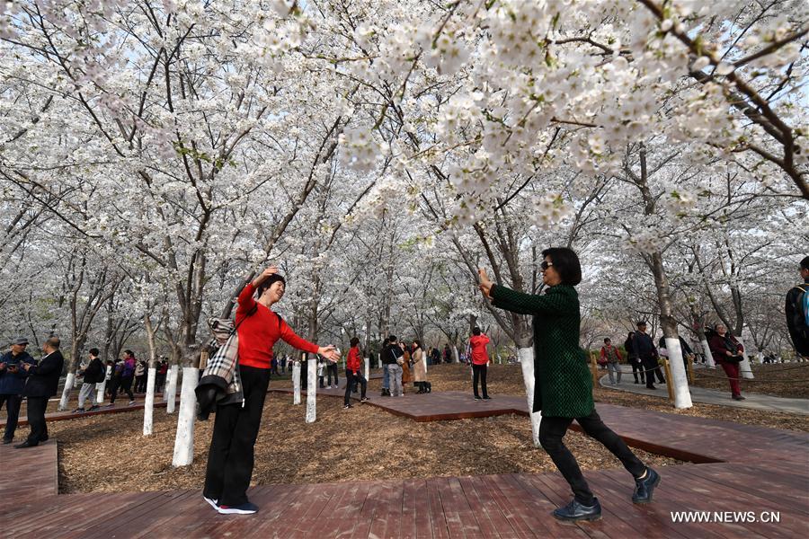 CHINA-BEIJING-CHERRY BLOSSOMS (CN)