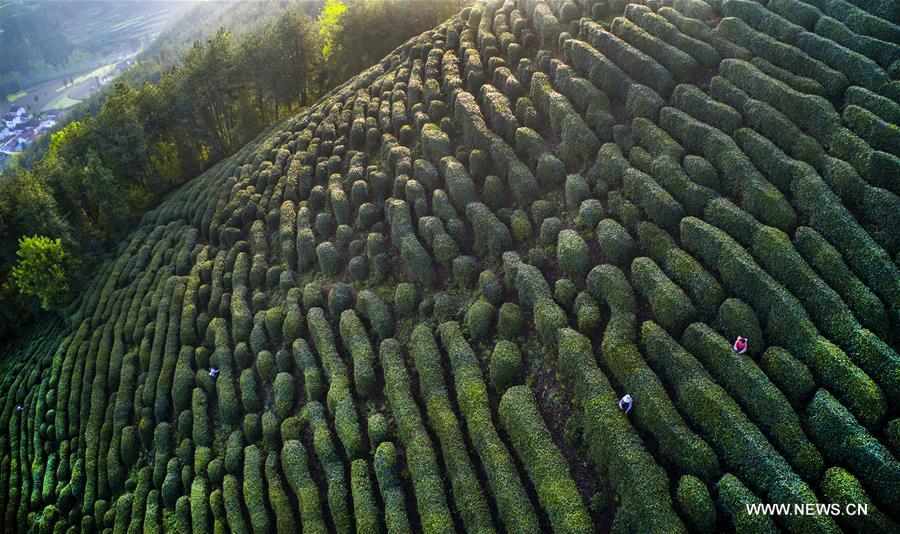 CHINA-SPRING-TEA HARVEST (CN)