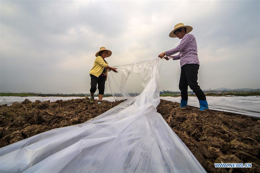 #CHINA-SPRING-FARM WORK (CN)