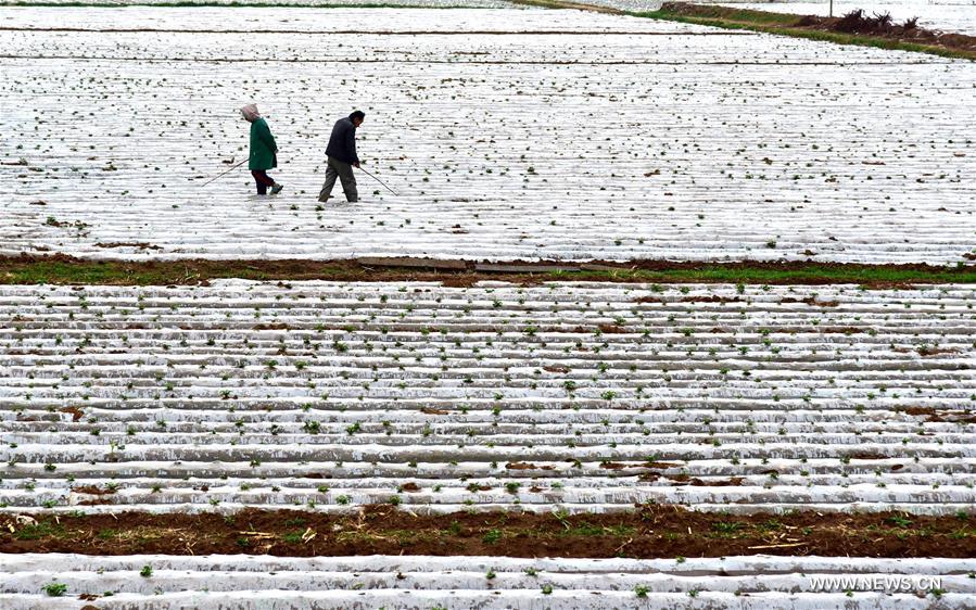 #CHINA-SPRING-FARM WORK (CN)