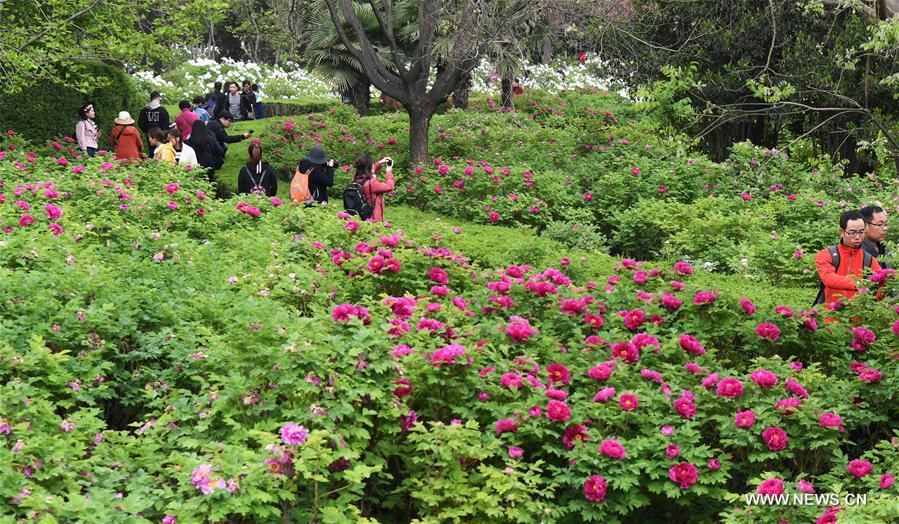 CHINA-HENAN-LUOYANG-PEONY FLOWERS-TOURISM (CN)