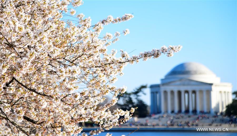 U.S.-WASHINGTON D.C.-CHERRY BLOSSOMS