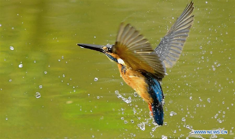 CHINA-SPRING-KINGFISHERS (CN)