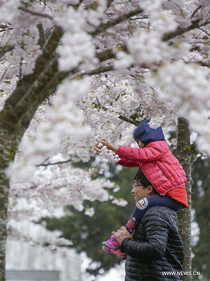 CANADA-RICHMOND-CHERRY BLOSSOM FESTIVAL