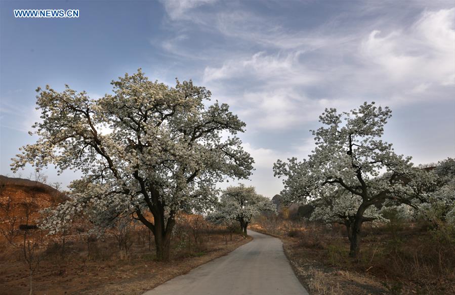 #CHINA-TIANJIN-PEAR BLOSSOM (CN)