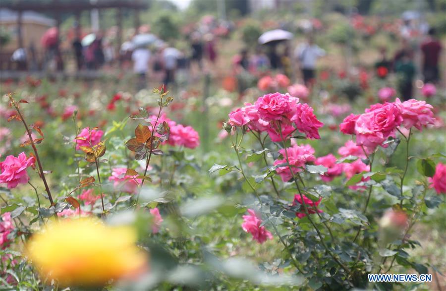 #CHINA-SPRING SCENERY-FLOWERS (CN)