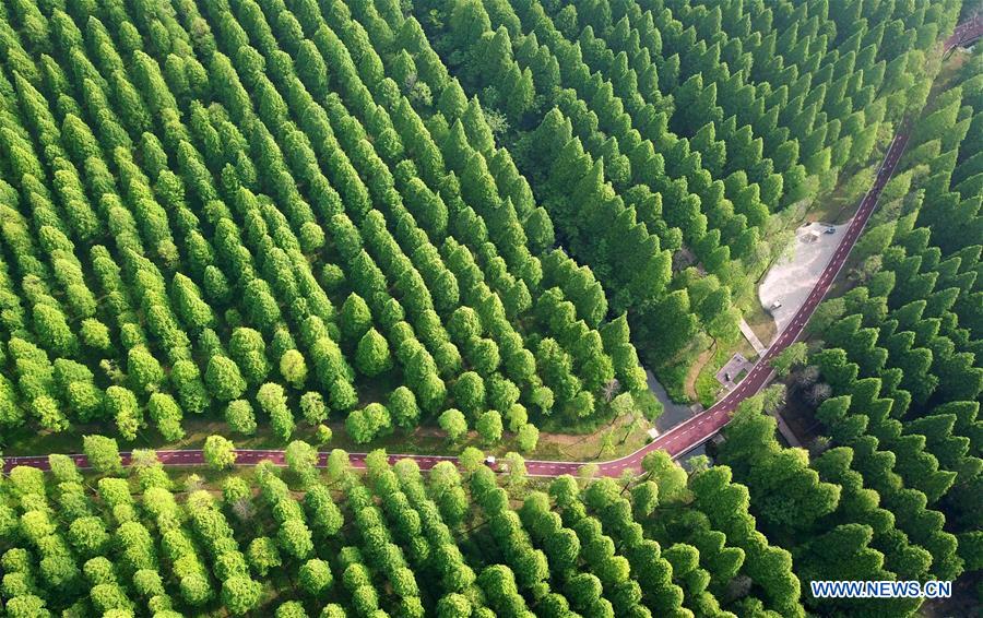 #CHINA-JIANGSU-FOREST-PARK-SCENERY (CN)