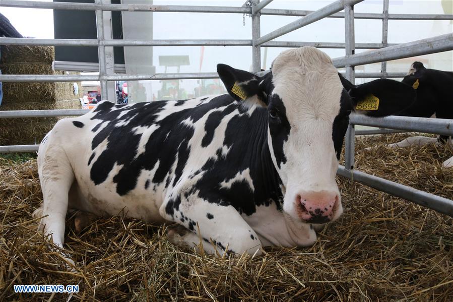 ROMANIA-CALARASI-AGRICULTURAL FAIR