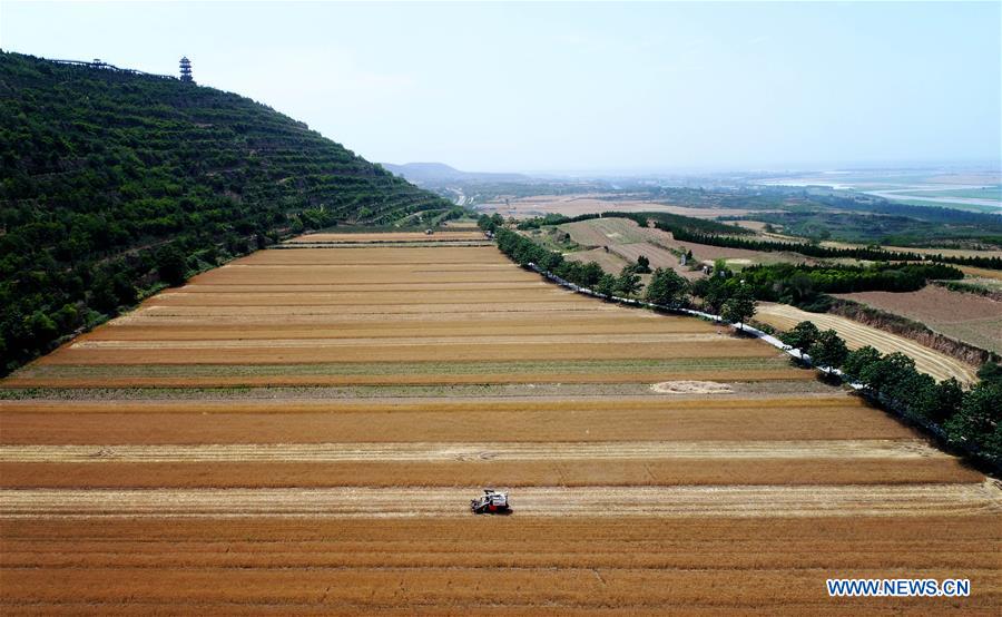 CHINA-SHAANXI-WHEAT-HARVEST (CN)