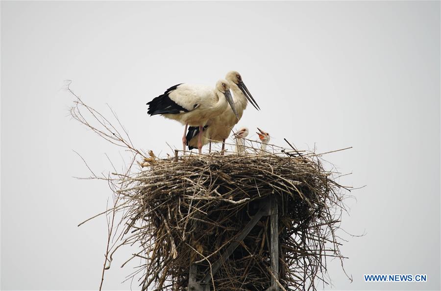 CHINA-HEBEI-TANGSHAN-ORIENTAL WHITE STORKS (CN)