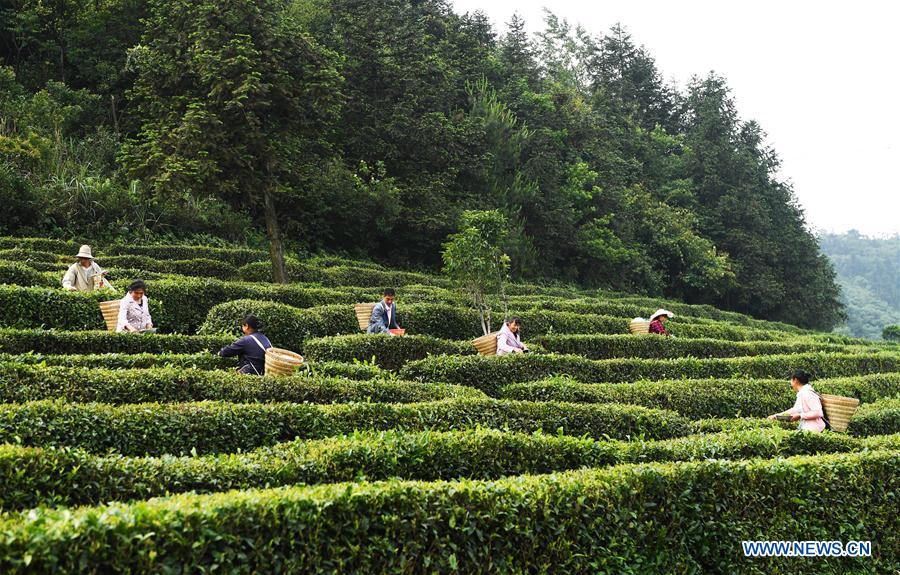 CHINA-CHONGQING-WULONG DISTRICT-TEA PLANTING INDUSTRY (CN)