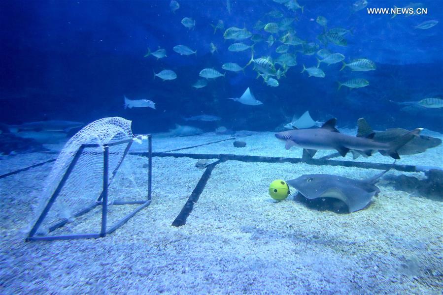 #CHINA-SHANDONG-OCEAN PARK-FOOTBALL GAME (CN)