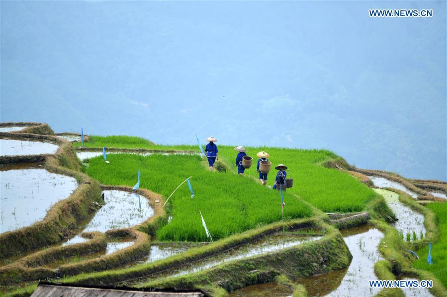 #CHINA-GUANGXI-LONGSHENG-TERRACED FIELD (CN)