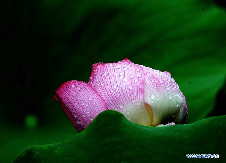 #CHINA-NATURE-LOTUS FLOWER (CN)