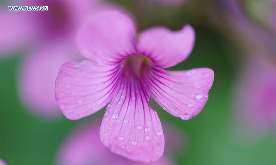 #CHINA-JIANGSU-YANGZHOU-FLOWERS (CN)