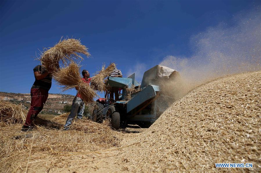 MIDEAST-NABLUS-WHEAT