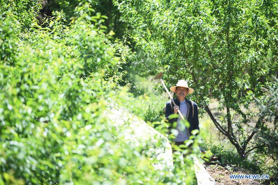 CHINA-CHONGQING-WUSHAN-FARMER-GREEN PLUM (CN)