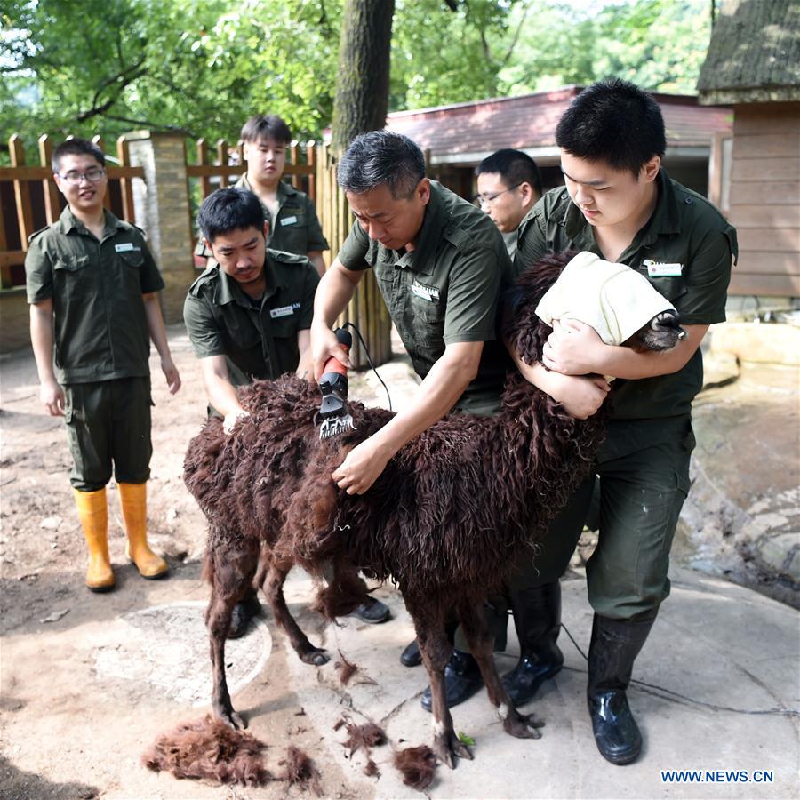 CHINA-CHONGQING-ZOO-ANIMAL-HEAT-RELIEF (CN)