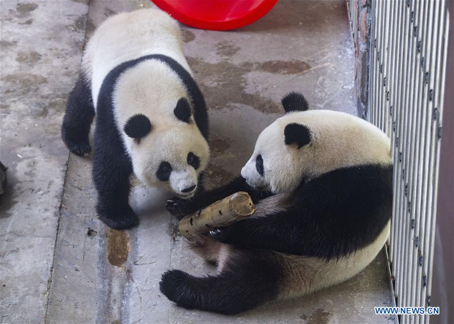 #CHINA-NANJING-GIANT PANDA TWINS-BIRTHDAY (CN)