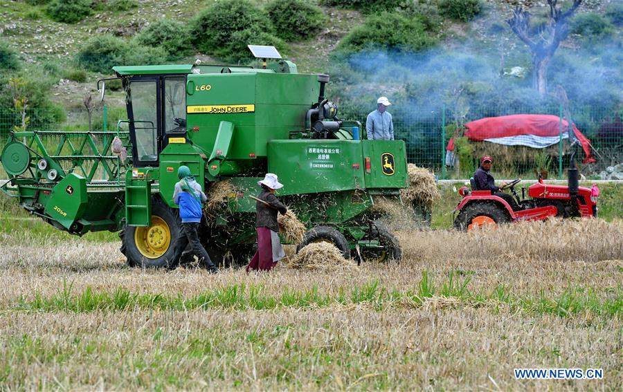 CHINA-TIBET-AGRICULTURE-HARVEST (CN)