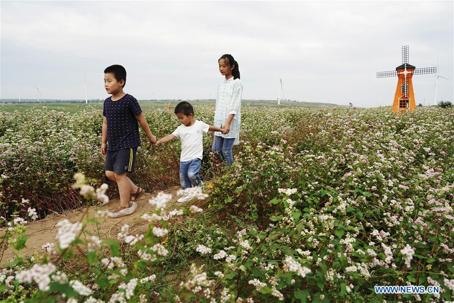 CHINA-SHAANXI-DINGBIAN-BUCKWHEAT FLOWER(CN)