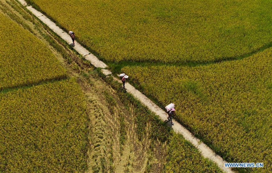 #CHINA-GUIZHOU-TONGREN-HARVEST (CN)