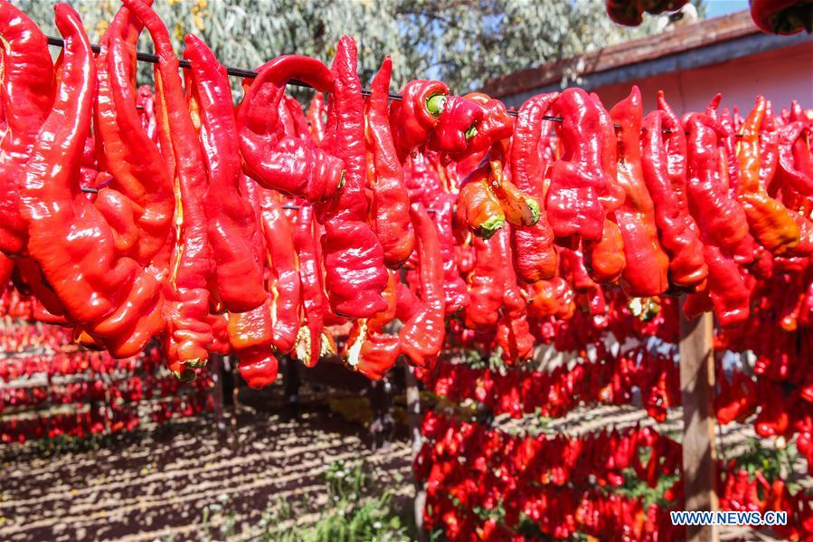 #CHINA-XINJIANG-BARKOL-CHILI HARVEST (CN)