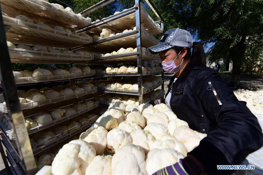 #CHINA-HEILONGJIANG-HAILIN-FUNGUS (CN)