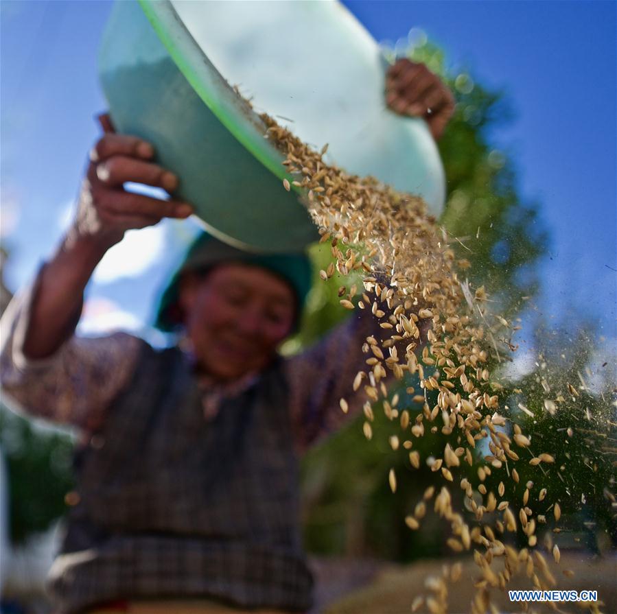 CHINA-TIBET-HIGHLAND BARLEY-HARVEST (CN)