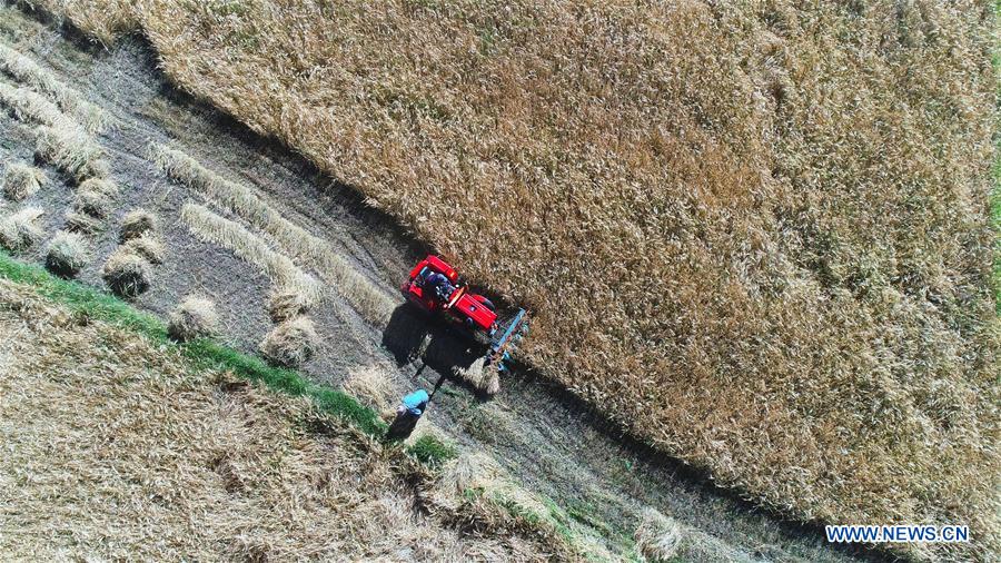 CHINA-TIBET-HIGHLAND BARLEY-HARVEST (CN)