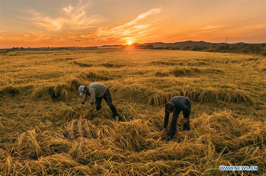 CHINA-JILIN-RICE-HARVEST (CN)