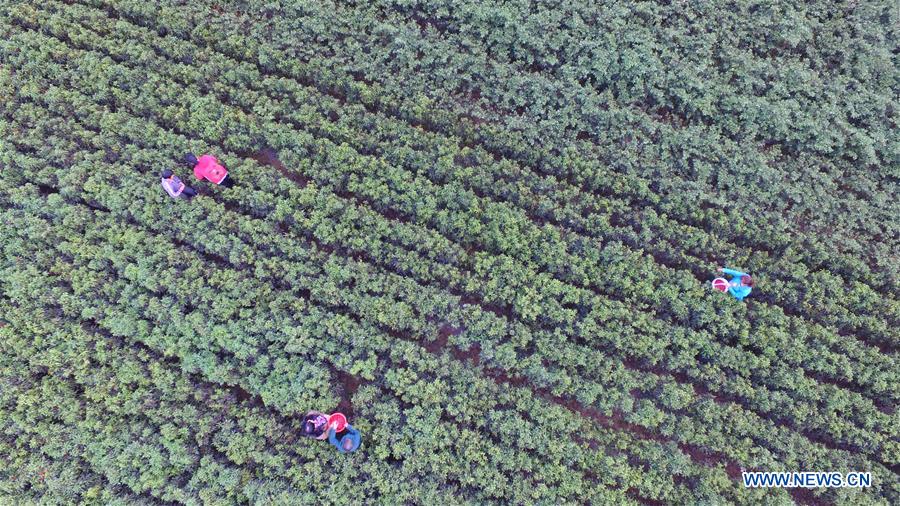 CHINA-HEBEI-RED PEPPER-HARVEST (CN)