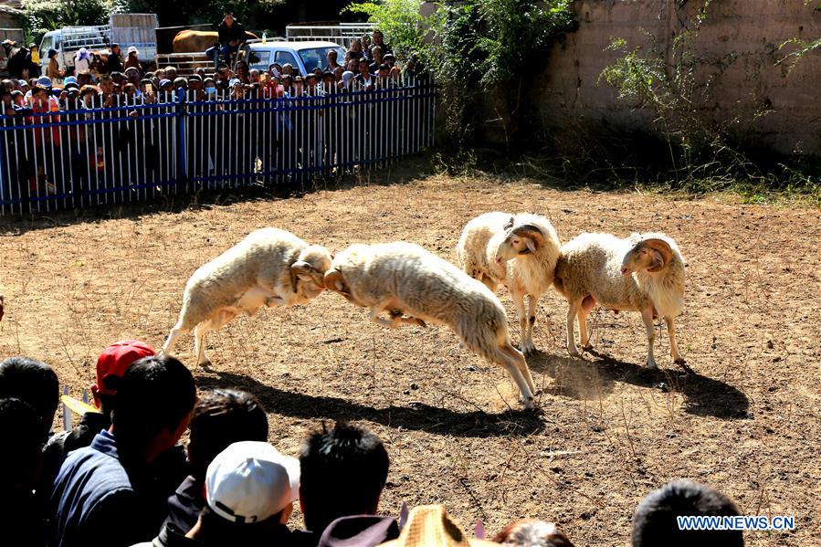 #CHINA-GANSU-ZHANGYE-HARVEST CELEBRATION (CN)