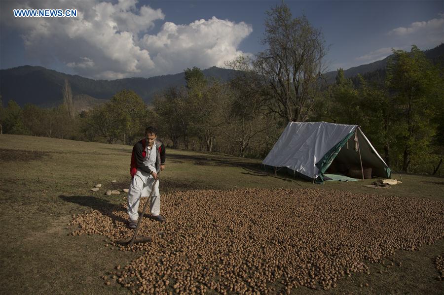 INDIA-KASHMIR-SRINAGAR-WALNUT HARVEST