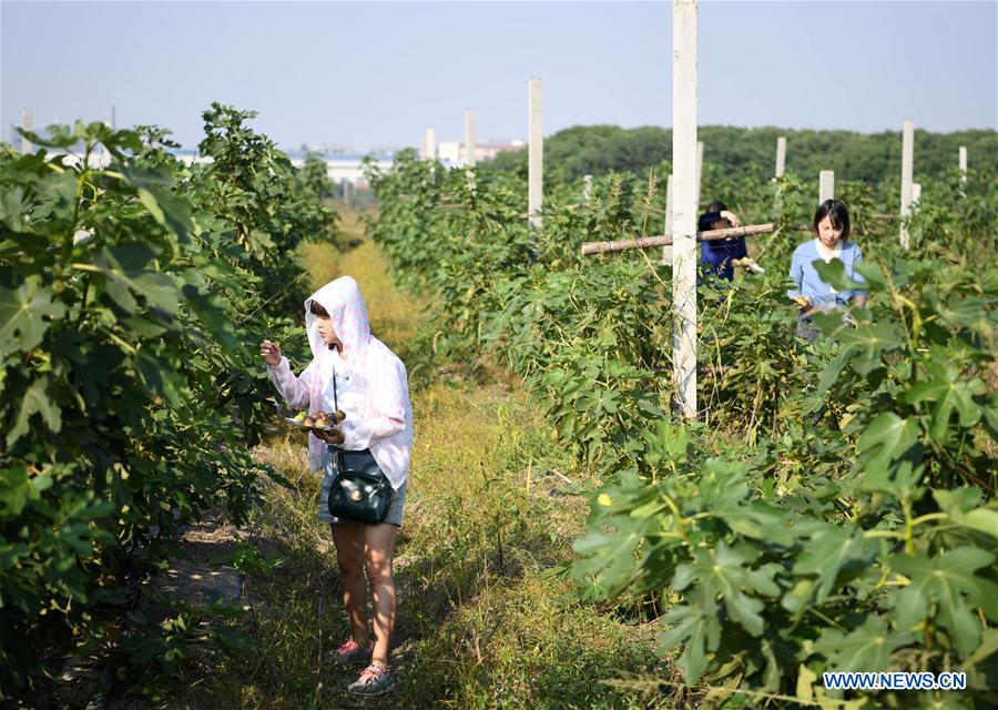 CHINA-ANHUI-ECOLOGICAL AGRICULTURE (CN)