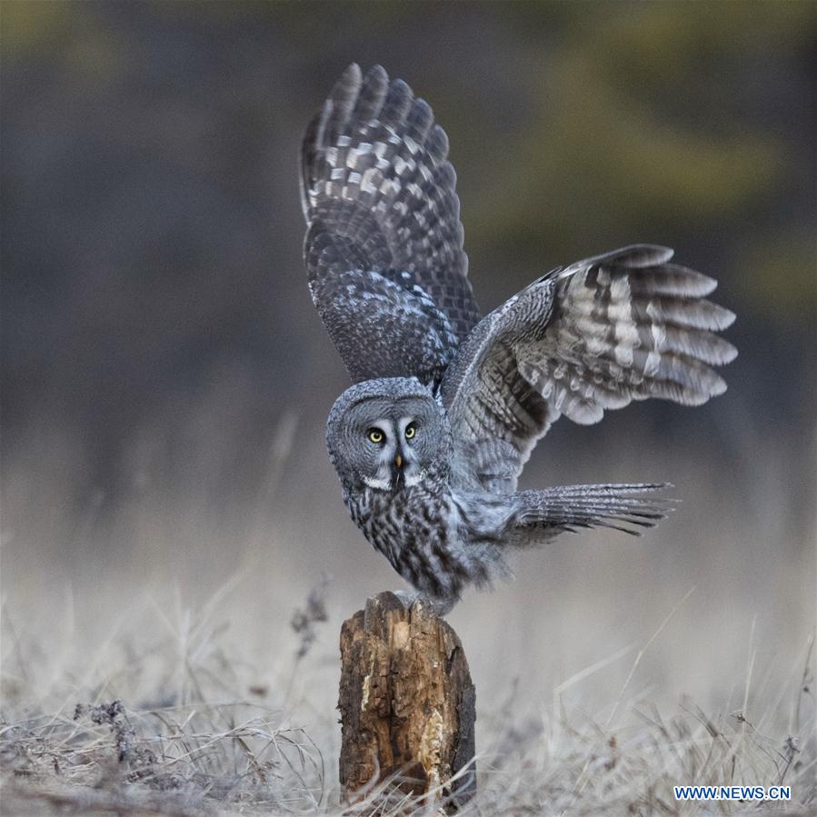 CHINA-INNER MONGOLIA-YAKESHI-WILD BIRD (CN)