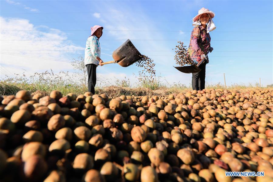 #CHINA-AUTUMN-HARVEST (CN)